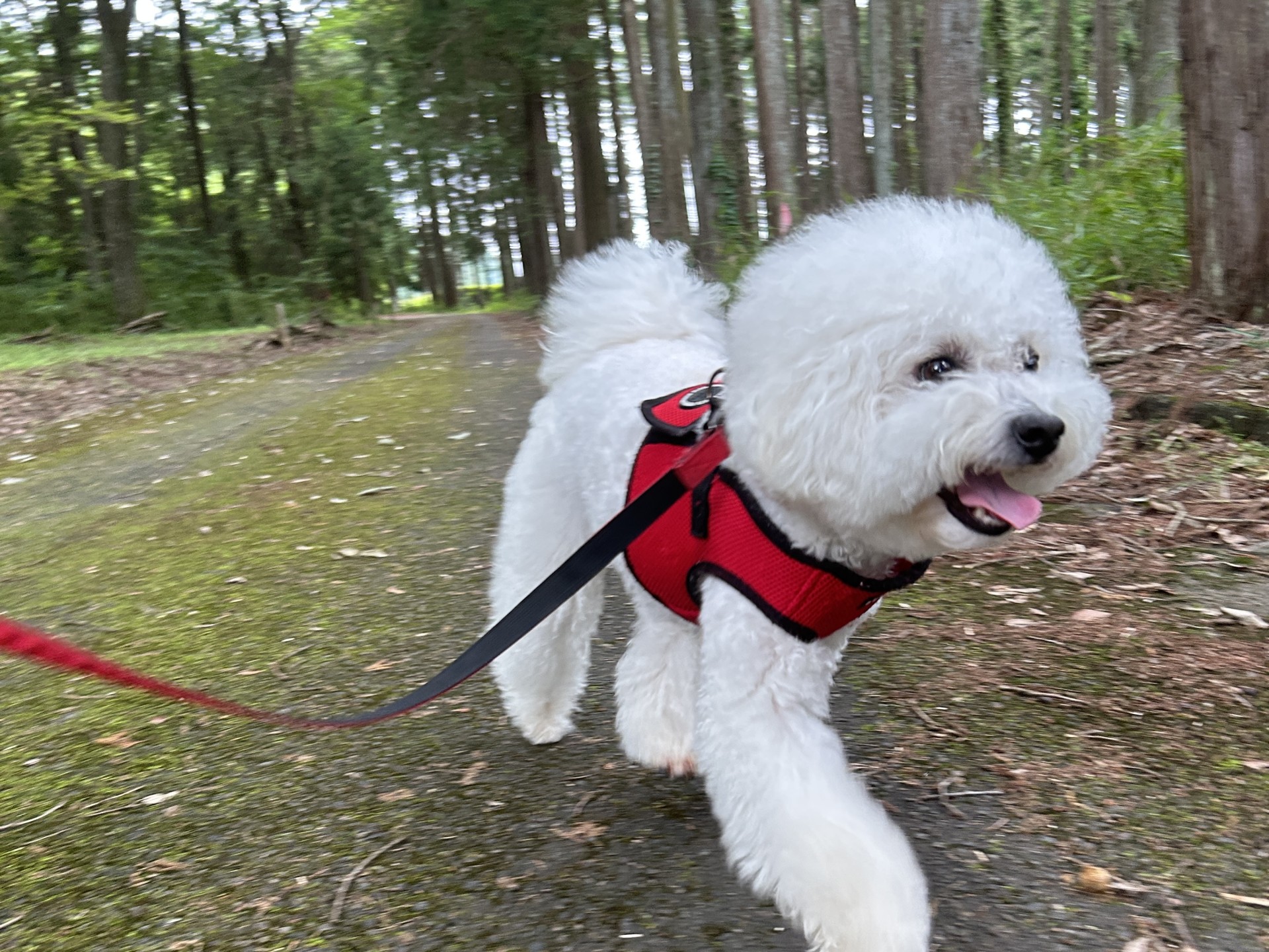 ペット連れの方へのおすすめ情報！愛犬・愛猫と一緒に観光を楽しもう！